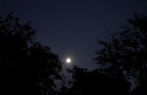 FullMoonNight