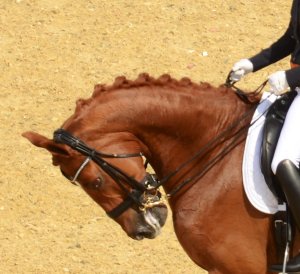 Parzival hyperflexion