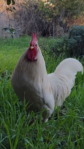 Charles joined our family in 2015.