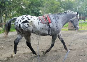 Nash beginning to settle into the long reins.