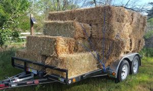 New trailer and the first load of hay!