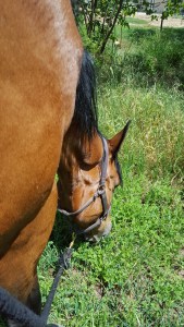 The view while leaning on Tally