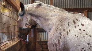 Hard to accept that such a robust horse as Nash, seen here telling young Noble who is boss, is becoming fragile in unseen ways.