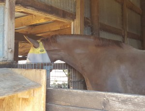 Noble checking out the new view, after the side wall was torn down.