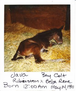 Java in his first hours of life.