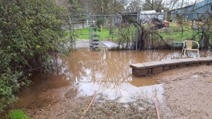 The journey to the barn is an adventure these days, beginning with wading through our backyard.