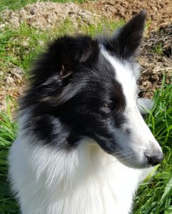 My little Jake, "puppy number 2" in my tale. 